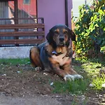 Pensiunea Andy Pensiune 3*