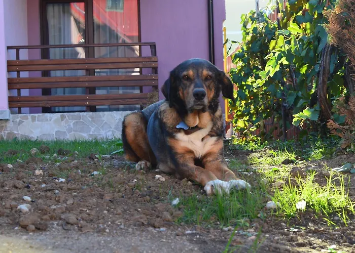 Andy Affittacamere 3*